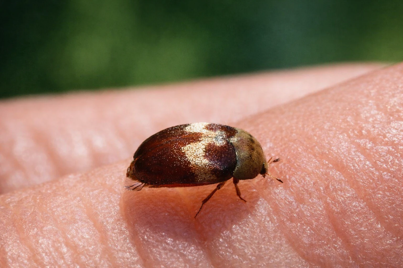 ������ ����� ������