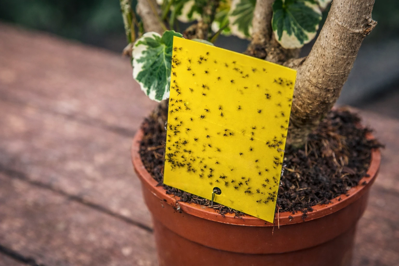 Як позбутися мошок у вазонах