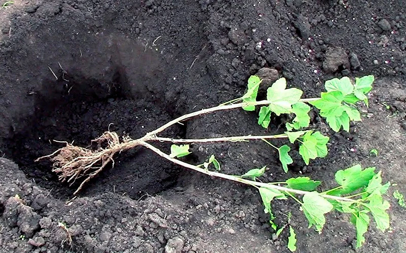 коли садити смородину