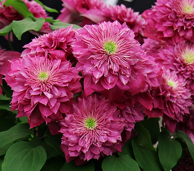 69f9b19ce4349.webp