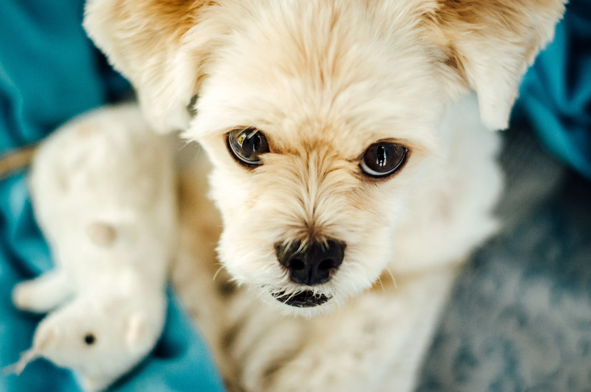 6a1b073376d85.webp