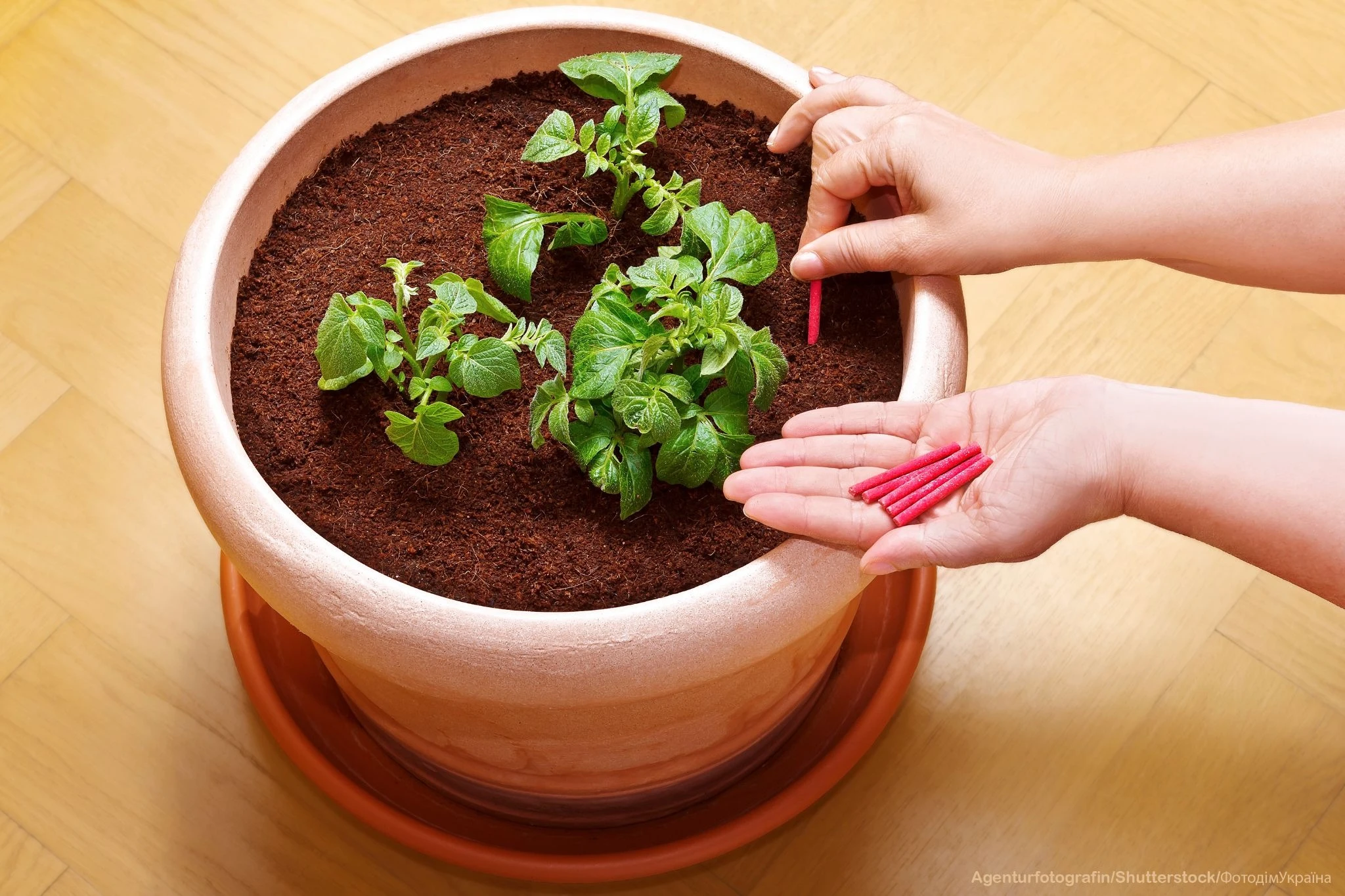6a25c086b2574.webp
