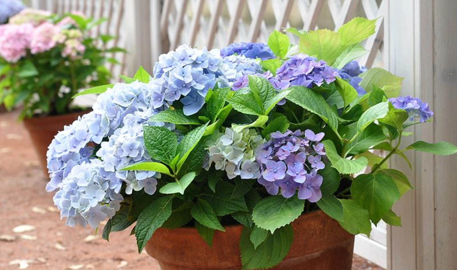 6a32be98a684d.webp
