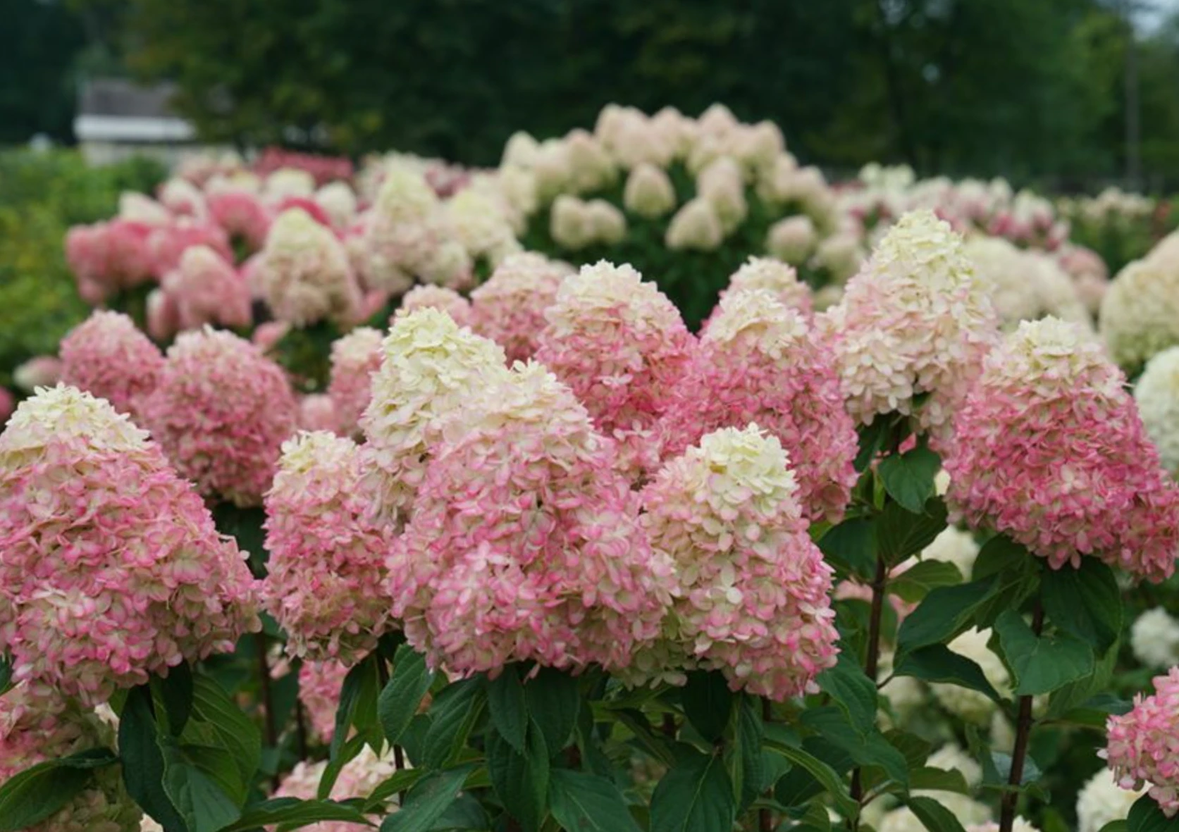 6a32be9a677e3.webp