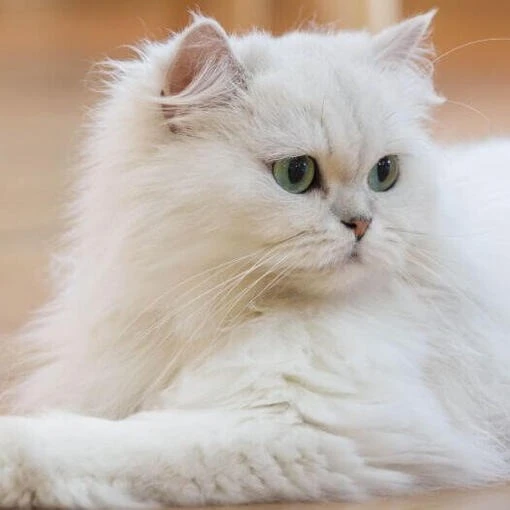 6a36bd8374ff9.webp