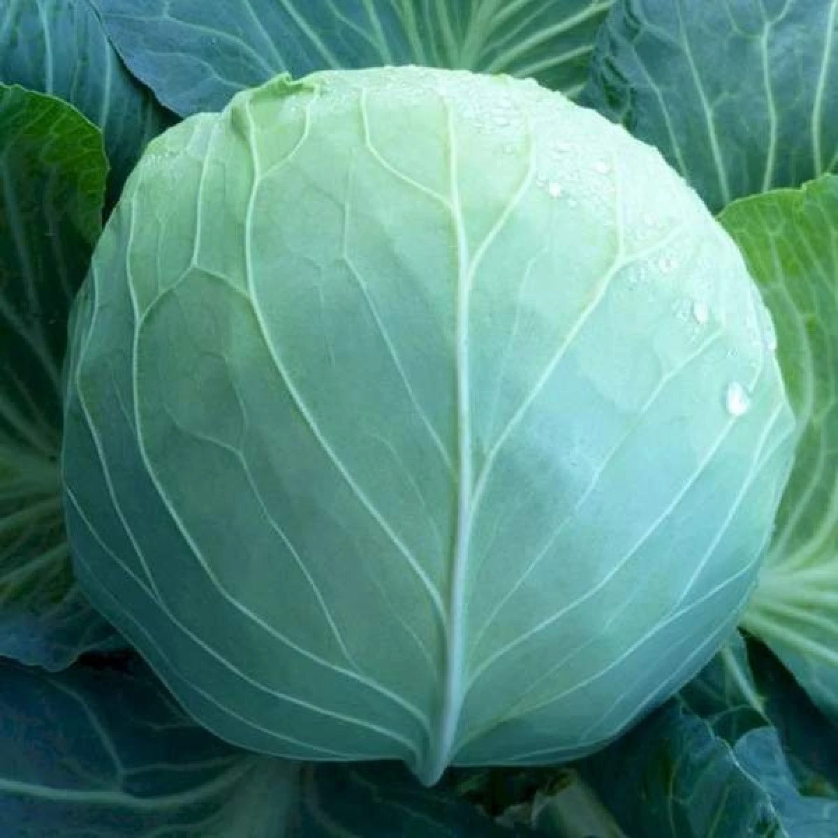 6a3a77e44aaf5.webp
