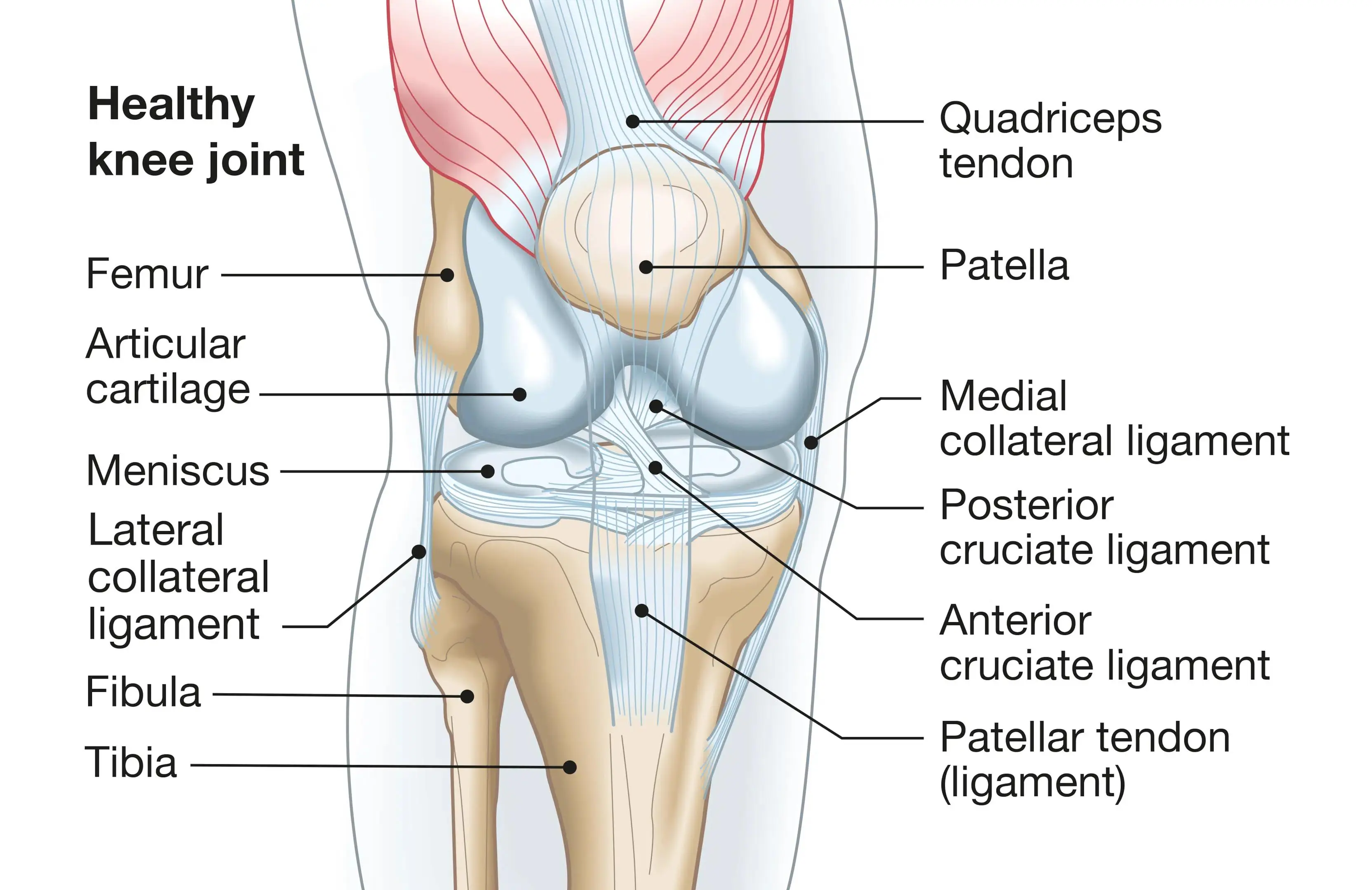 Conoscere il ginocchio — knee anatomy