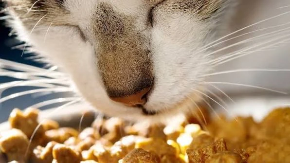 6a4eba97f1314.webp