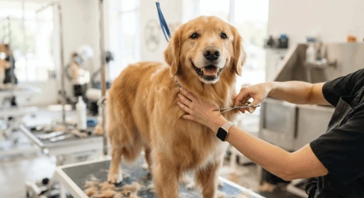 Grooming psów w Poznaniu — jak znaleźć dobry salon i nie żałować wyboru