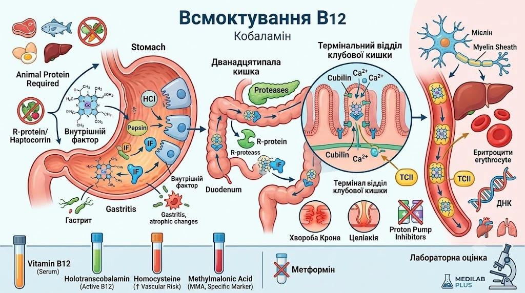 6a54a275a0bff.webp