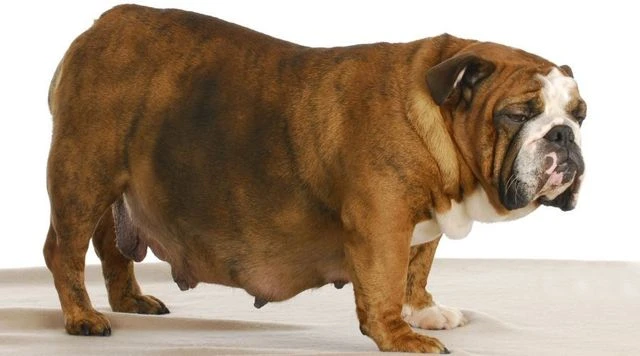 6a5aa3a230d47.webp