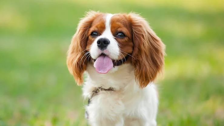 6a5aa69c93283.webp