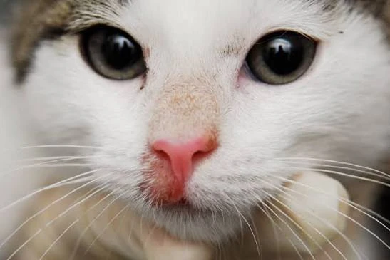 6a80c275af59f.webp
