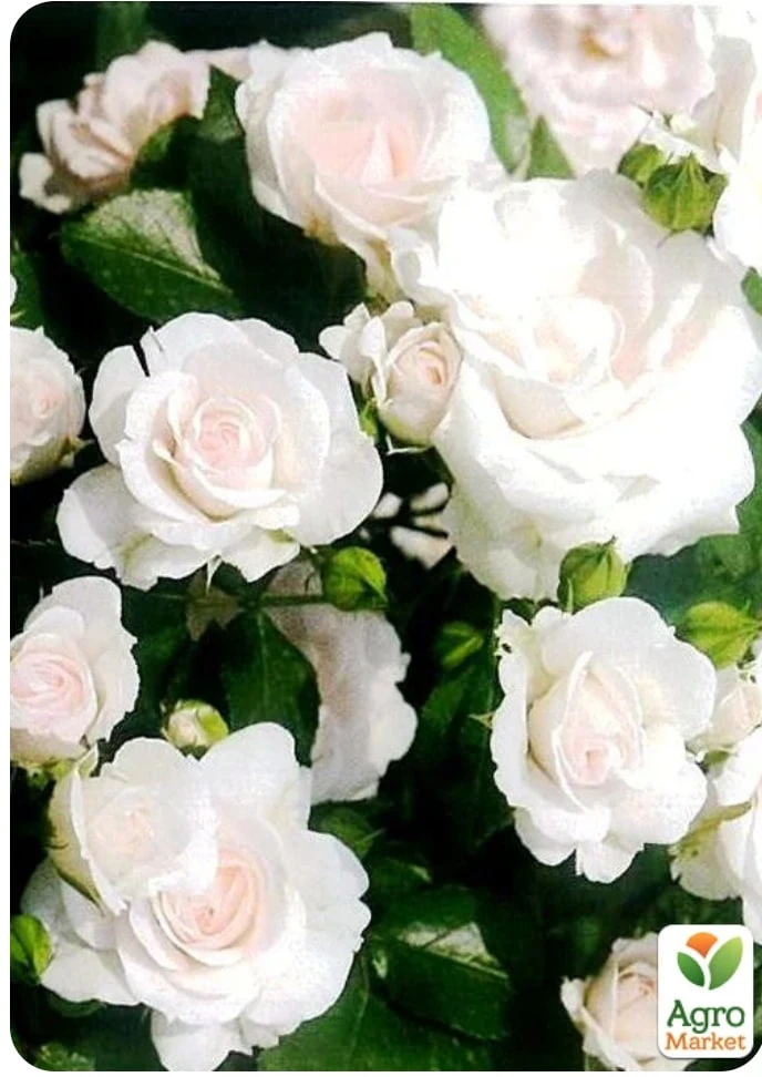 6a8d425073113.webp