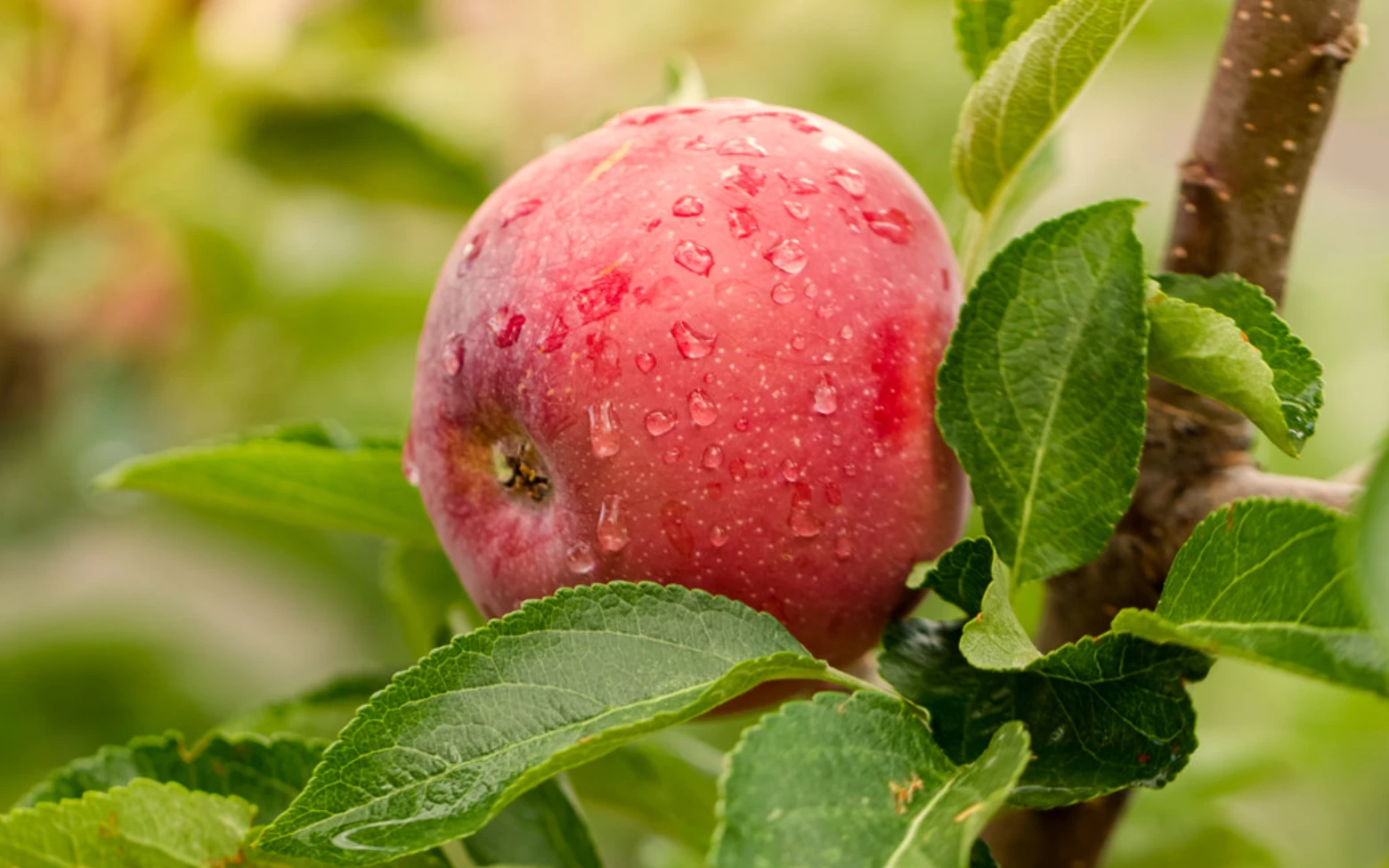6a95712ac96bc.webp