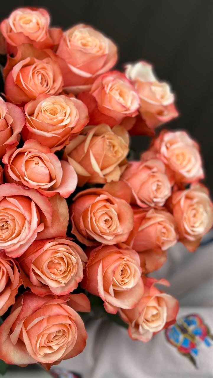6aa7b297dd3e2.webp