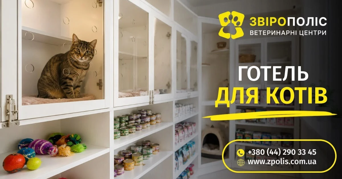 6ab2a20c8d42e.webp