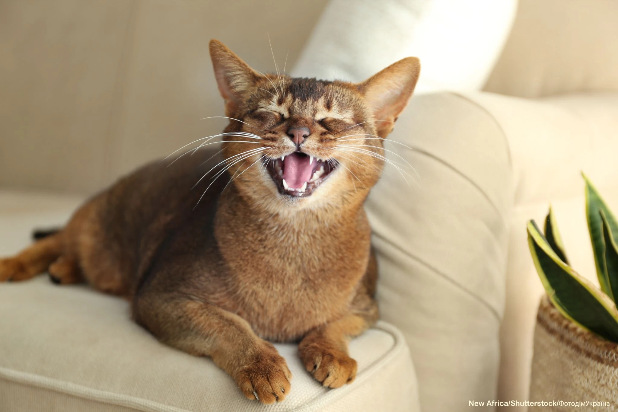 6ab393f869747.webp