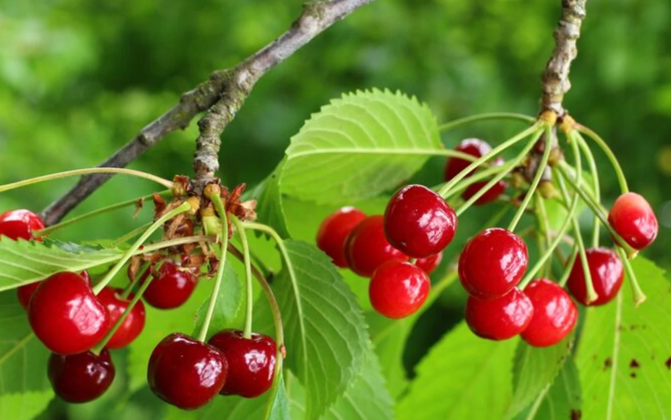 6ab804db4bb9c.webp