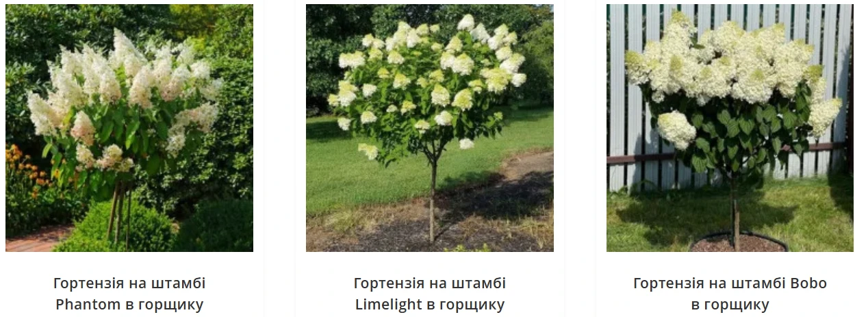 волотисті гортензії на штамбі як доглядати
