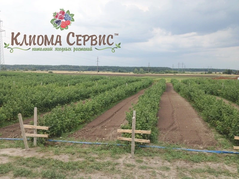 Саджанці малини Кліома Севріс, каталог сортів та купити рослини