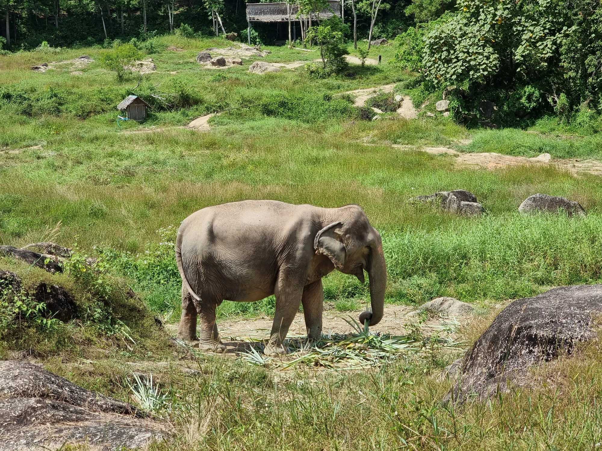 An elephant eating cut greens in a grassy meadow dotted with rocks, with trees and thatched shelters behind