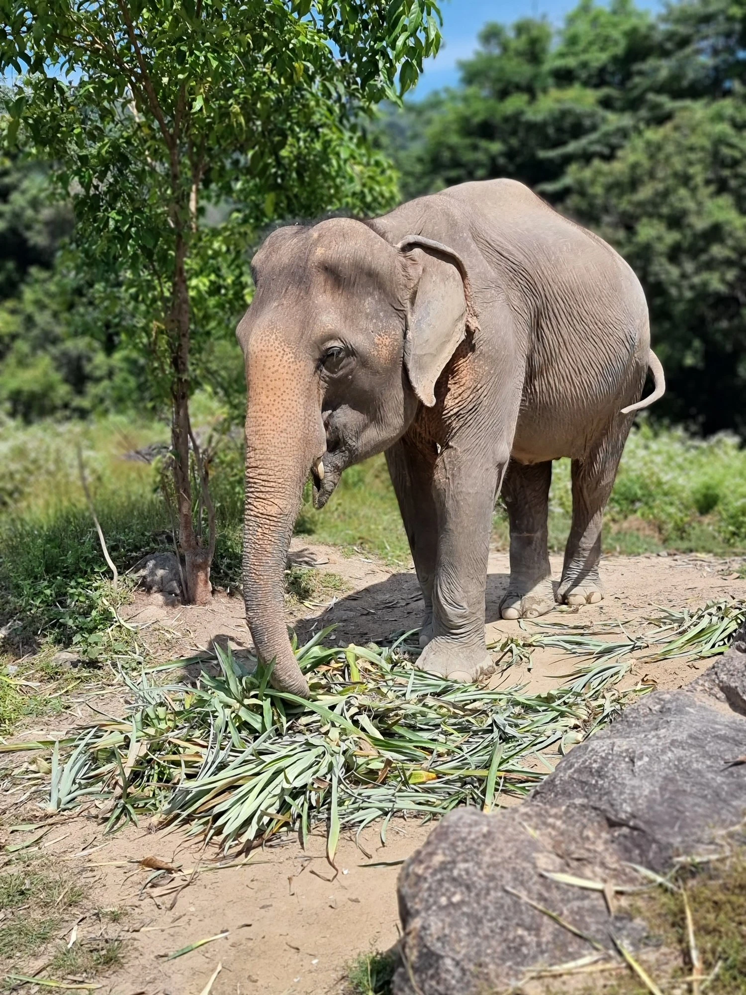 An elephant eating cut green leaves laid out on the ground beside a large rock in Phuket