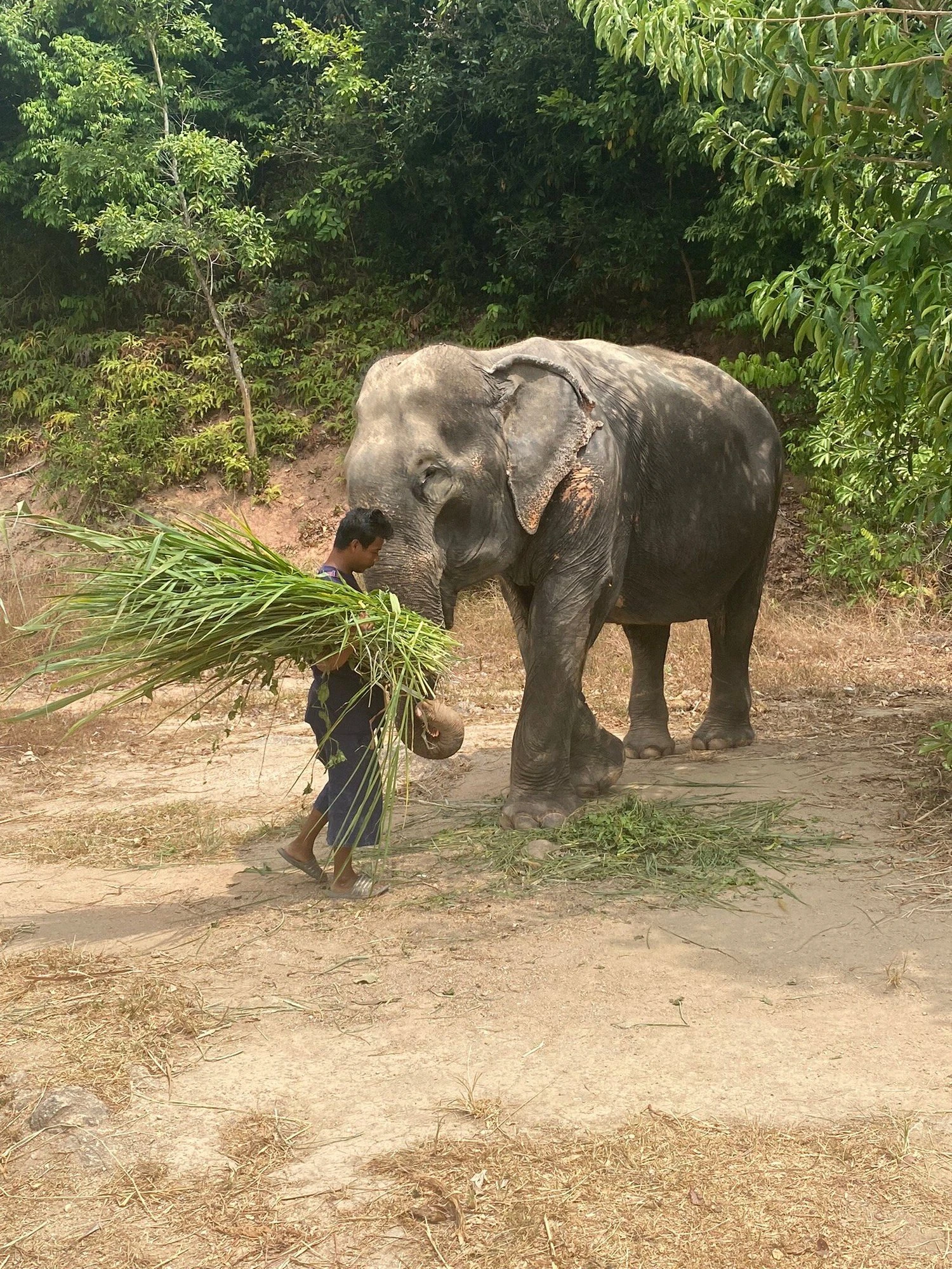 A mahout carrying a large bundle of cut grass along a dirt track, with an elephant walking just behind him