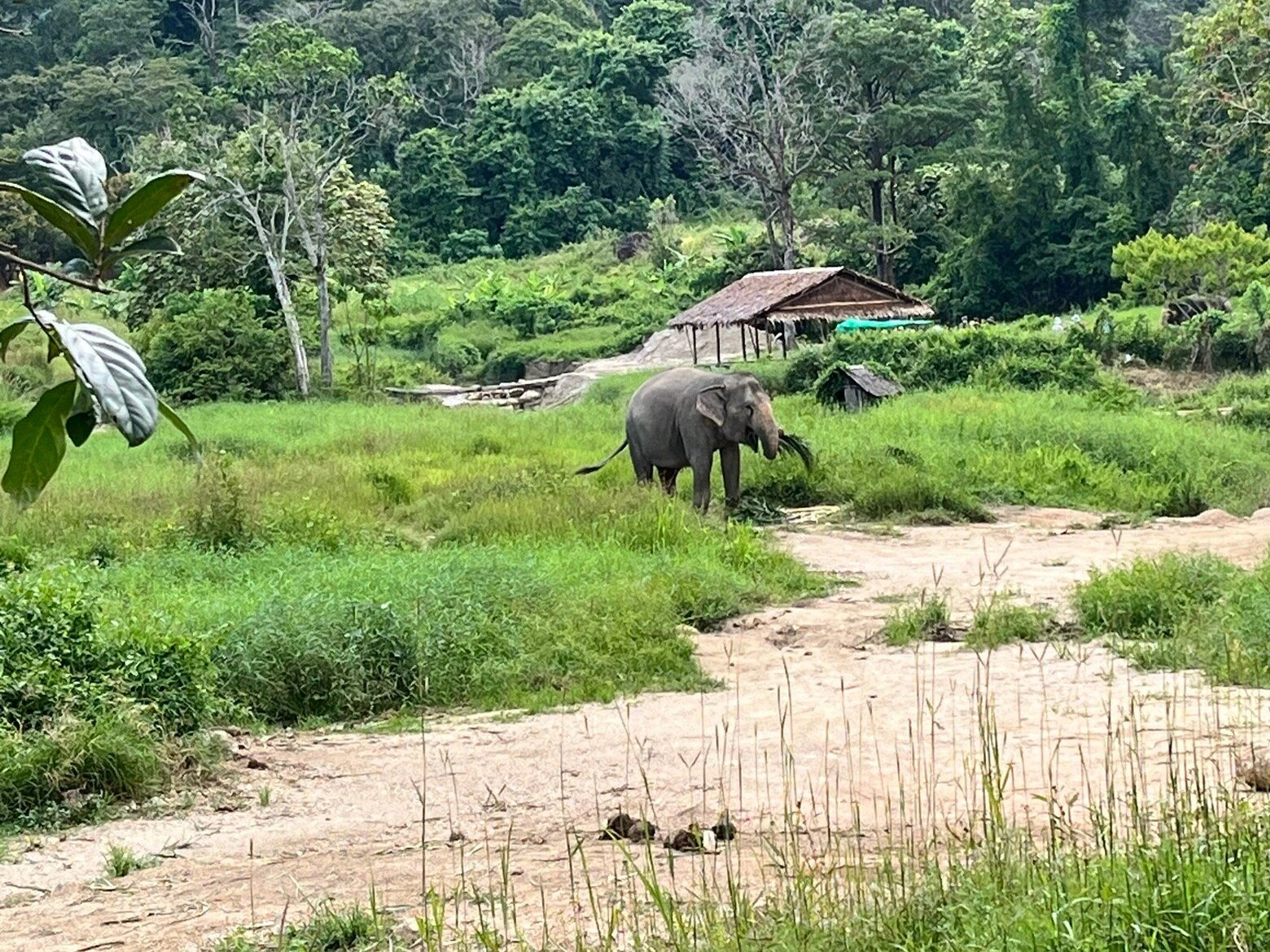 An elephant grazing in a green meadow beside a sandy path, with a thatched shelter and forested hills behind