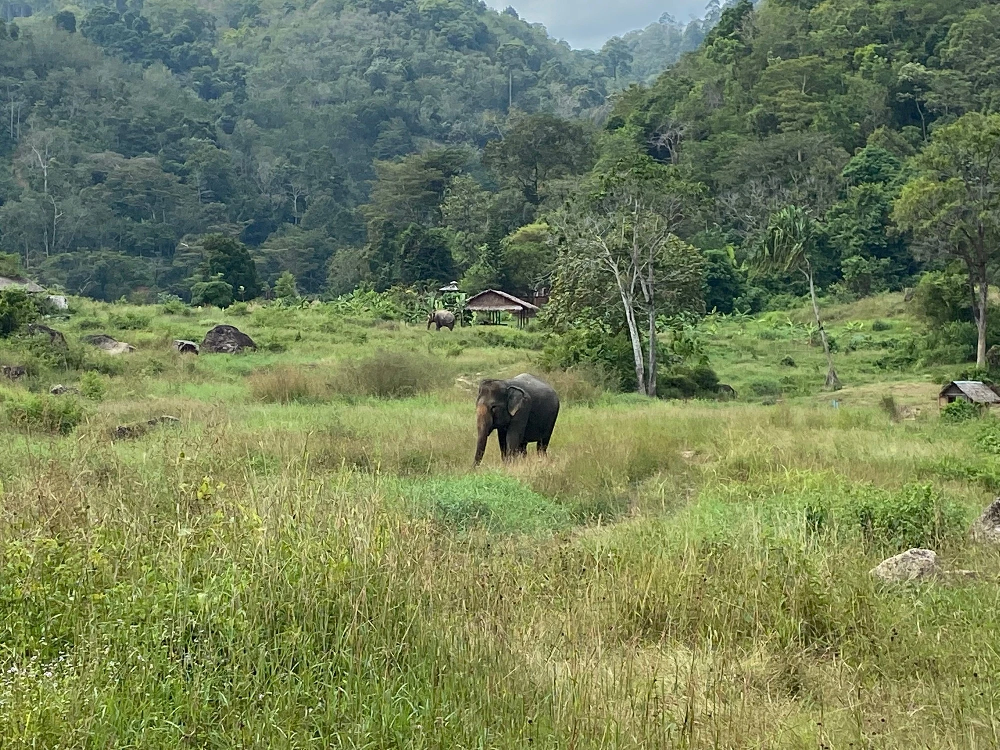 A wide green meadow with an elephant in the tall grass, thatched huts and jungle-covered hills behind