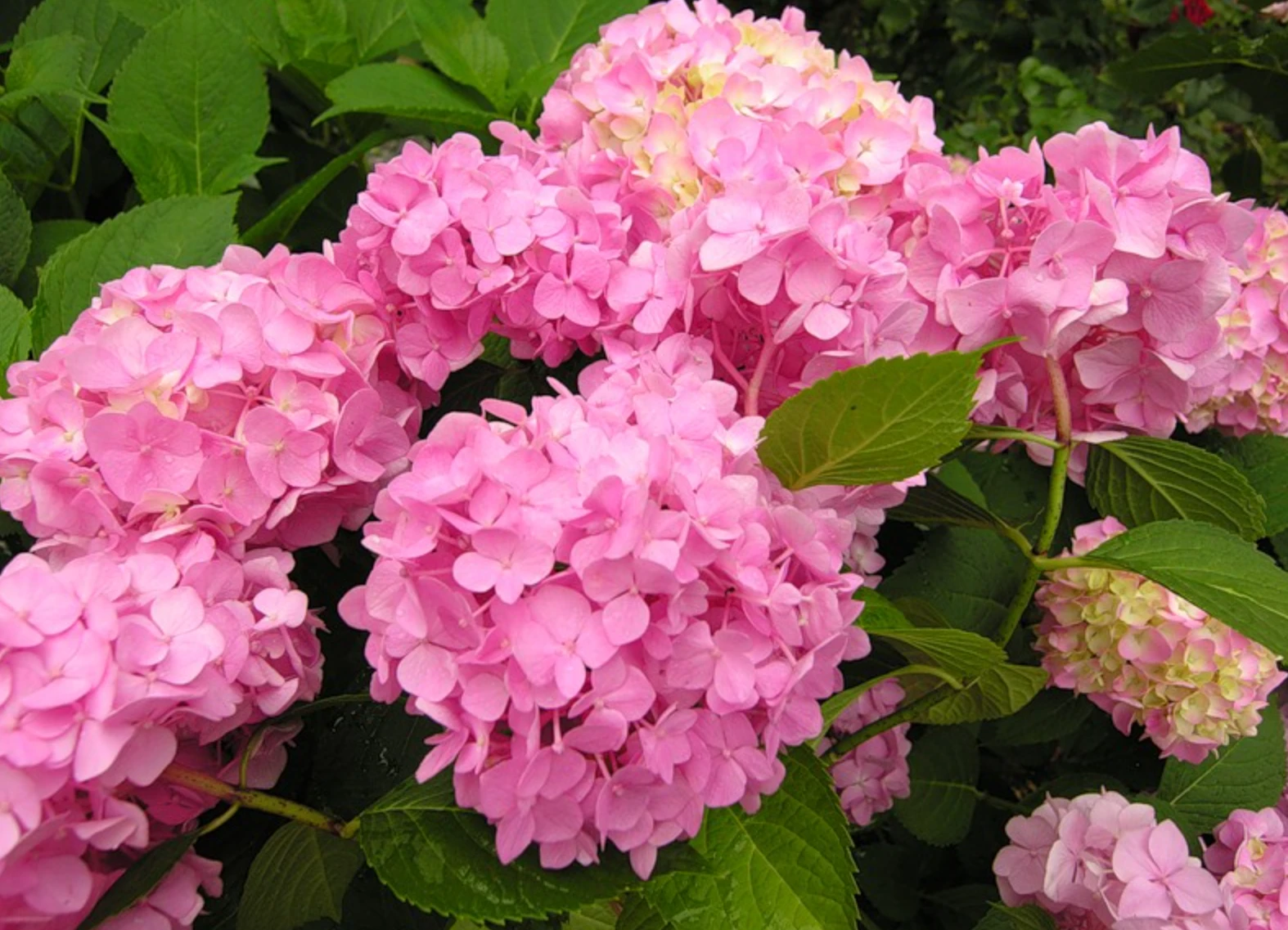 6ae09d98db2c6.webp